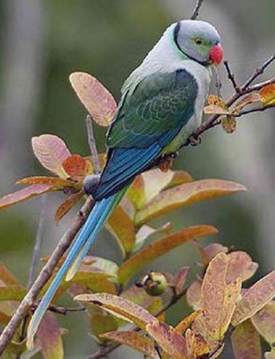 Blue-winged parakeet Pinterest The world39s catalog of ideas