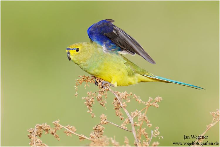 Blue-winged parrot Bluewinged Parrot