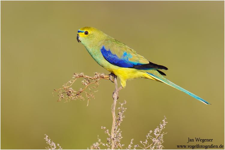 Blue-winged parrot 585200BluewingedParrot0005jpg