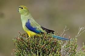 Blue-winged parrot Bluewinged Parrot BirdLife Australia