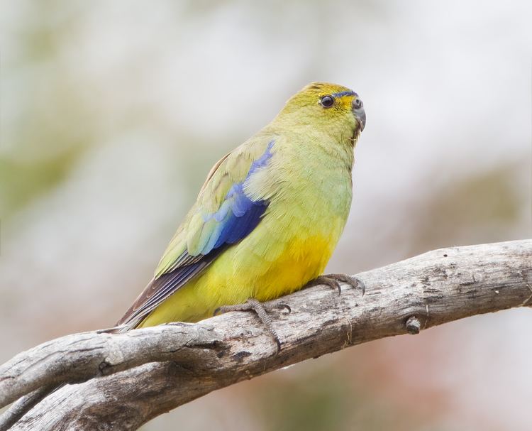 Blue-winged parrot Bluewinged parrot Wikipedia