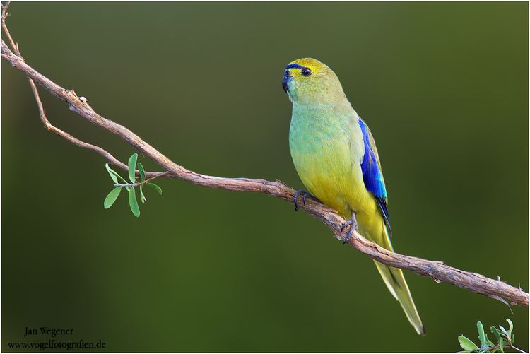 Blue-winged parrot 585200BluewingedParrot0002jpg