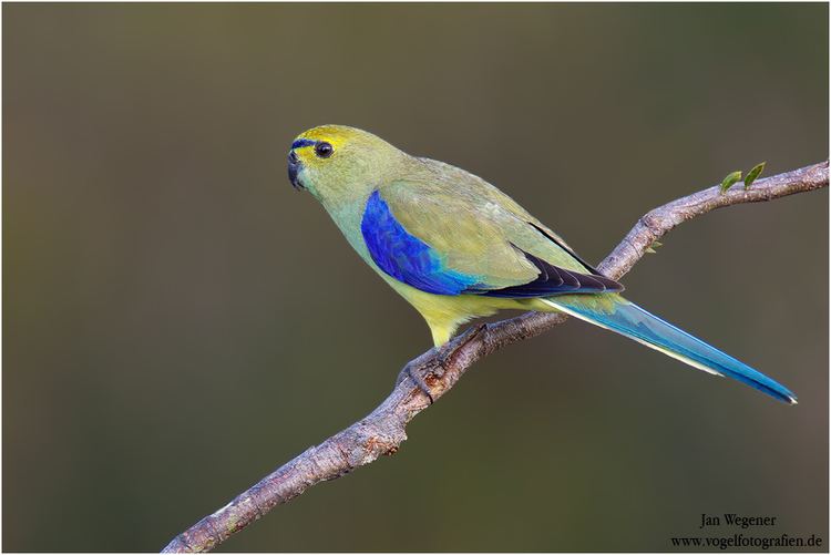 Blue-winged parrot wwwvogelfotografiendelargejpegs585200Bluewi