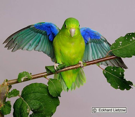 Blue-winged parrotlet The Bluewinged Parrotlet Forpus xanthopterygius is a small parrot