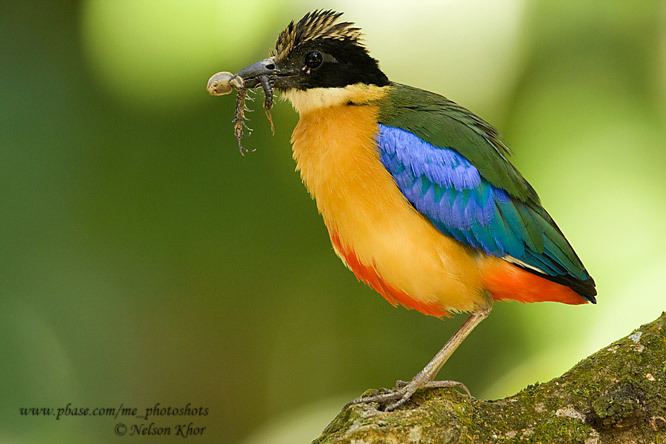 Blue-winged pitta Blue Winged Pitta Success Nesting Photo Gallery by Nelson Khor at