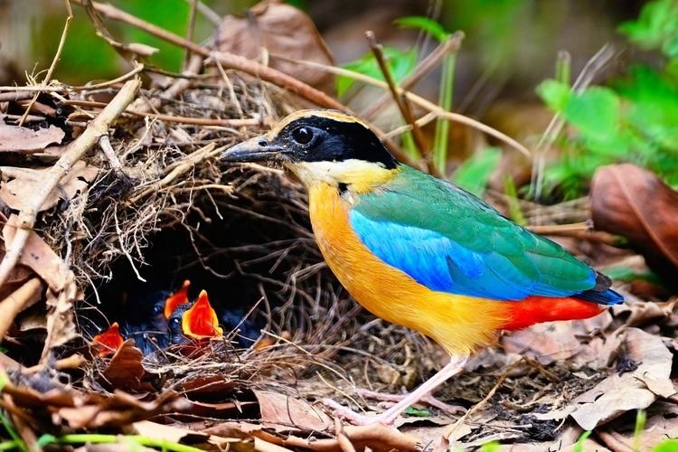 Blue-winged pitta BlueWinged Pitta jigsaw puzzle in Puzzle of the Day puzzles on