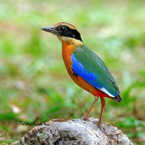 Blue-winged pitta Bluewinged Pitta a photo on Flickriver