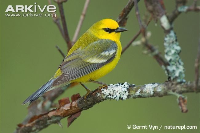 Blue-winged warbler Bluewinged warbler videos photos and facts Vermivora cyanoptera