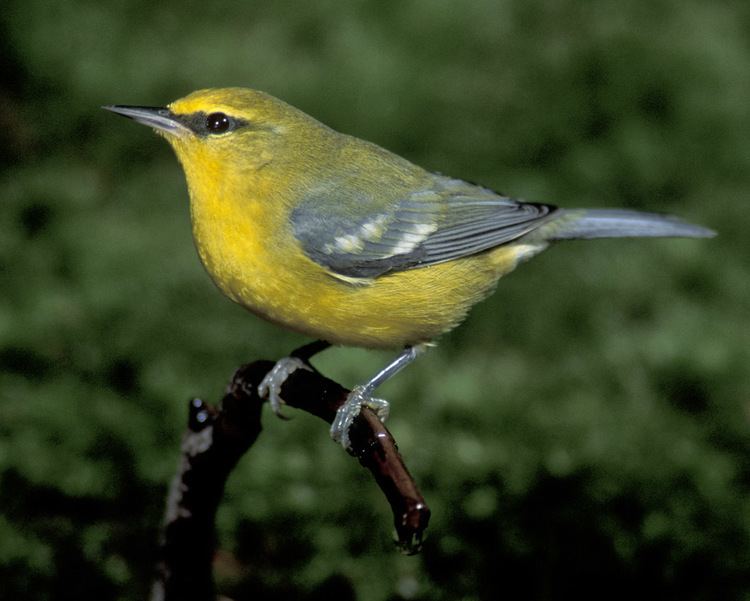 Blue-winged warbler d2fbmjy3x0sduacloudfrontnetsitesdefaultfiles