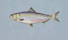 Blueback herring httpsuploadwikimediaorgwikipediacommonsthu