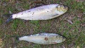 Blueback herring Profiles Fishing New Hampshire Fish and Game Department