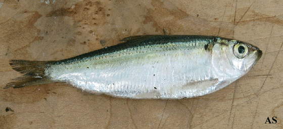 Blueback herring River Herring for Striped Bass Fishing