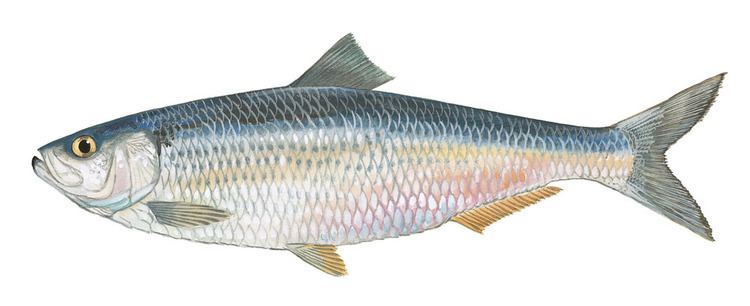 Blueback herring SCDNR Fish Species Blueback herring