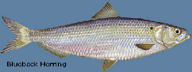 Blueback herring Herring