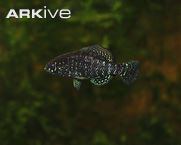 Bluebarred pygmy sunfish cdn1arkiveorgmedia5353D53C67DCFA4B4583BE8
