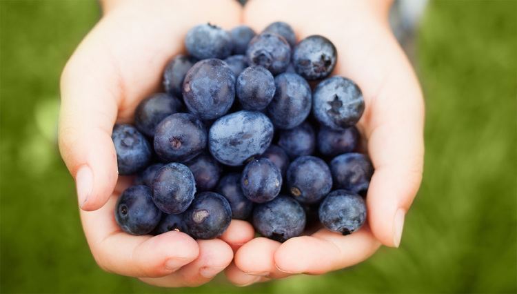 Blueberry Blueberry Nutrition US Highbush Blueberry Council