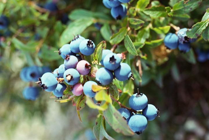 Blueberry Blueberries Planting Growing and Harvesting Blueberry Bushes The