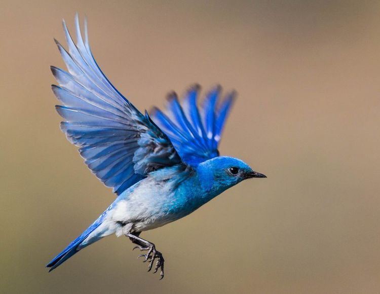Bluebird Bluebirds Bluebird Pictures Bluebird Facts National Geographic