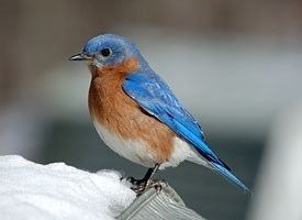 Bluebird Eastern Bluebird Identification All About Birds Cornell Lab of