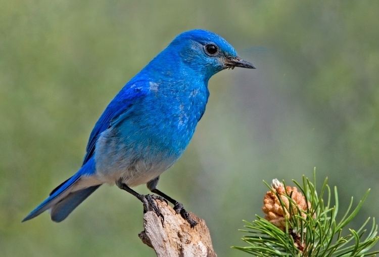 Bluebird Mountain bluebird Wikipedia