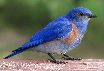 Bluebird Western Bluebird Identification All About Birds Cornell Lab of