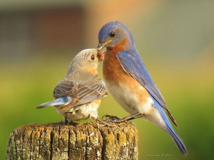 Bluebird Bluebirds Bluebird Pictures Bluebird Facts National Geographic