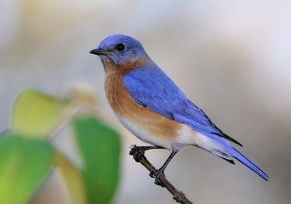 Bluebird httpswwwallaboutbirdsorgguidePHOTOLARGEea