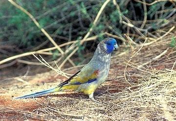 Bluebonnet (bird) Naretha Bluebonnet Australian Birds photographs by Graeme Chapman