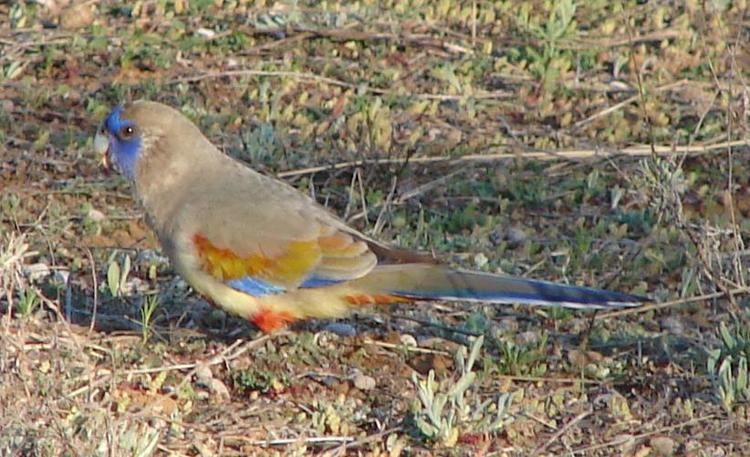 Bluebonnet (bird) Blue Bonnet Parrot Information Birdsville