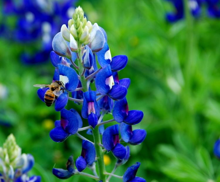 Bluebonnet (plant) Texas bluebells Auntie Dogma39s Garden Spot