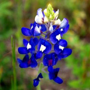 Bluebonnet (plant) 1000 images about WILDFLOWERS on Pinterest