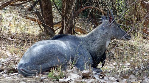 Bluebuck Bluebuck The Blue Antelope Extinct Species