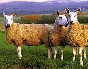 Bluefaced Leicester Breeds of Livestock Bluefaced Leicester Sheep Breeds of