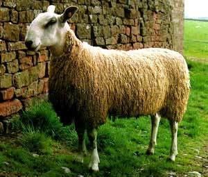 Bluefaced Leicester Breeds of Livestock Bluefaced Leicester Sheep Breeds of