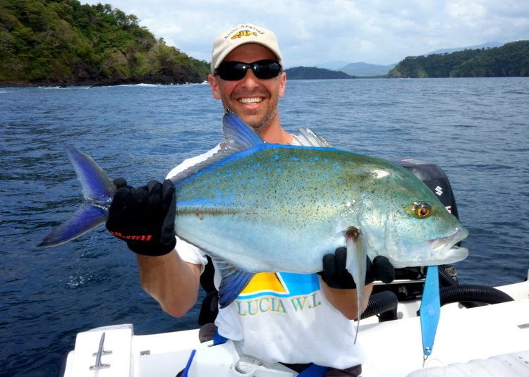 Bluefin trevally How to Catch Bluefin Trevally Omilu Tips for Fishing for Bluefin