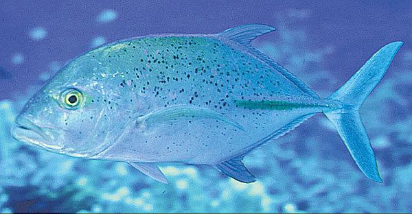Bluefin trevally Aquarium of the Pacific Online Learning Center Bluefin Trevally