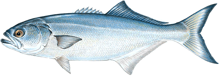 Bluefish wwwmassgoveeaimagesdfgdmfrecreationalfishin