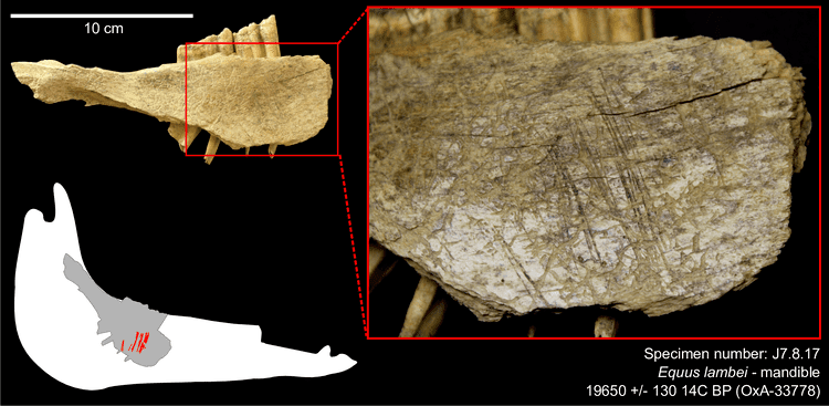 Bluefish Caves Earliest Human Presence in North America Dated to the Last Glacial