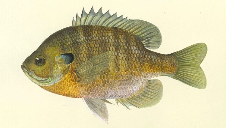 Bluegill Fish Details