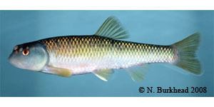 Bluehead chub Fishes of Georgia Fish Species Description