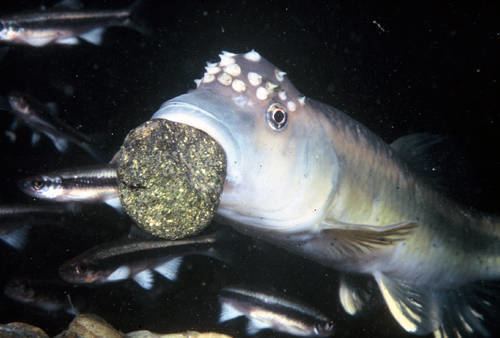 Bluehead chub Bluehead Chubs Construct Nests and Welcome Guests The Fisheries Blog
