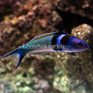 Bluehead wrasse Saltwater Aquarium Fish for Marine Aquariums Bluehead Wrasse