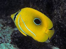 Bluelashed butterflyfish httpsuploadwikimediaorgwikipediacommonsthu