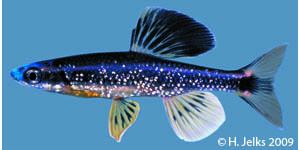 Bluenose shiner Fishes of Georgia Fish Species Description