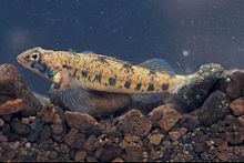 Blueside darter httpsuploadwikimediaorgwikipediacommonsthu