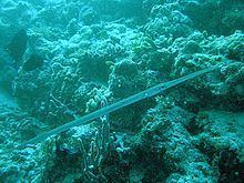 Bluespotted cornetfish httpsuploadwikimediaorgwikipediacommonsthu