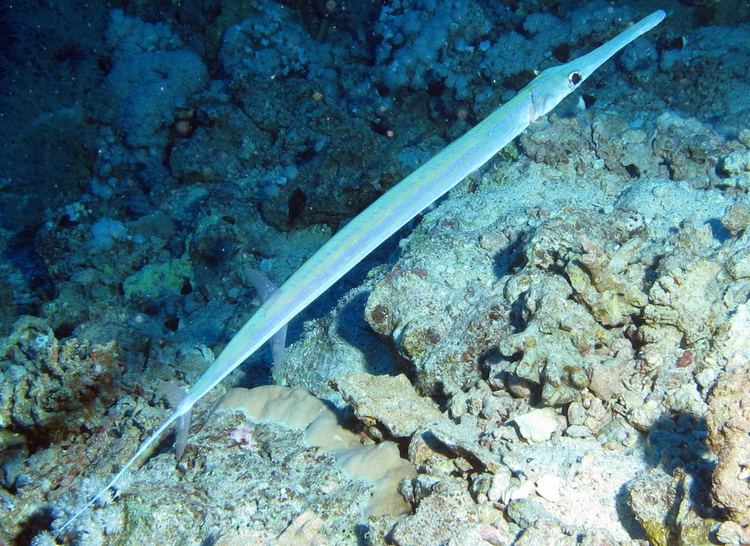 Bluespotted cornetfish Bluespotted Cornetfish Fistularia commersonii also know Flickr