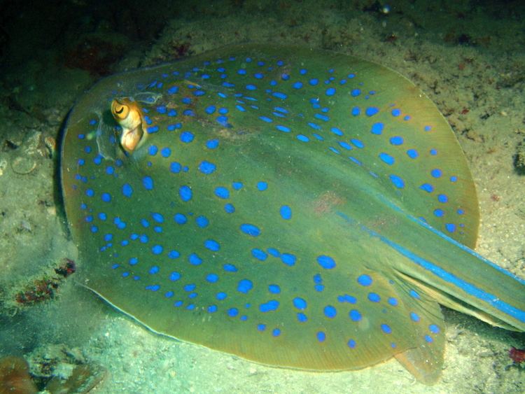 Bluespotted ribbontail ray FileBlue Spotted Ribbontail Ray Pulau Perhentian Malaysia