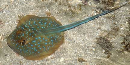 Bluespotted ribbontail ray Bluespotted fantail rays Taeniura lymma on the Shores of Singapore