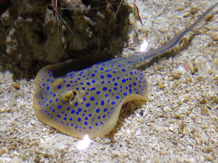 Bluespotted ribbontail ray Animal Addition Blue Spotted Ribbontail Ray Adventure Insider